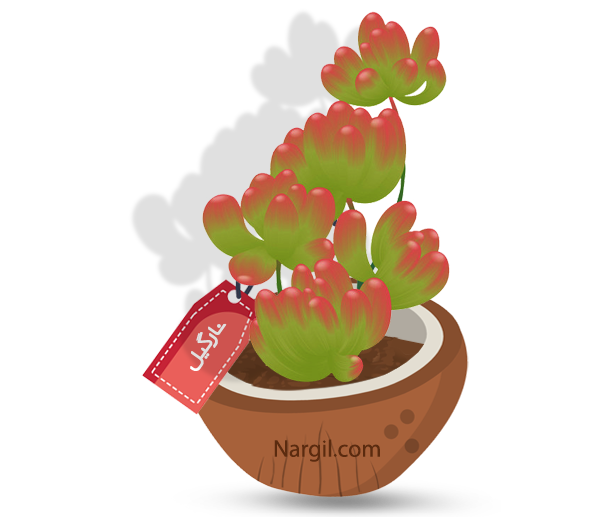 Nargil_Sedum Rubrotinctum